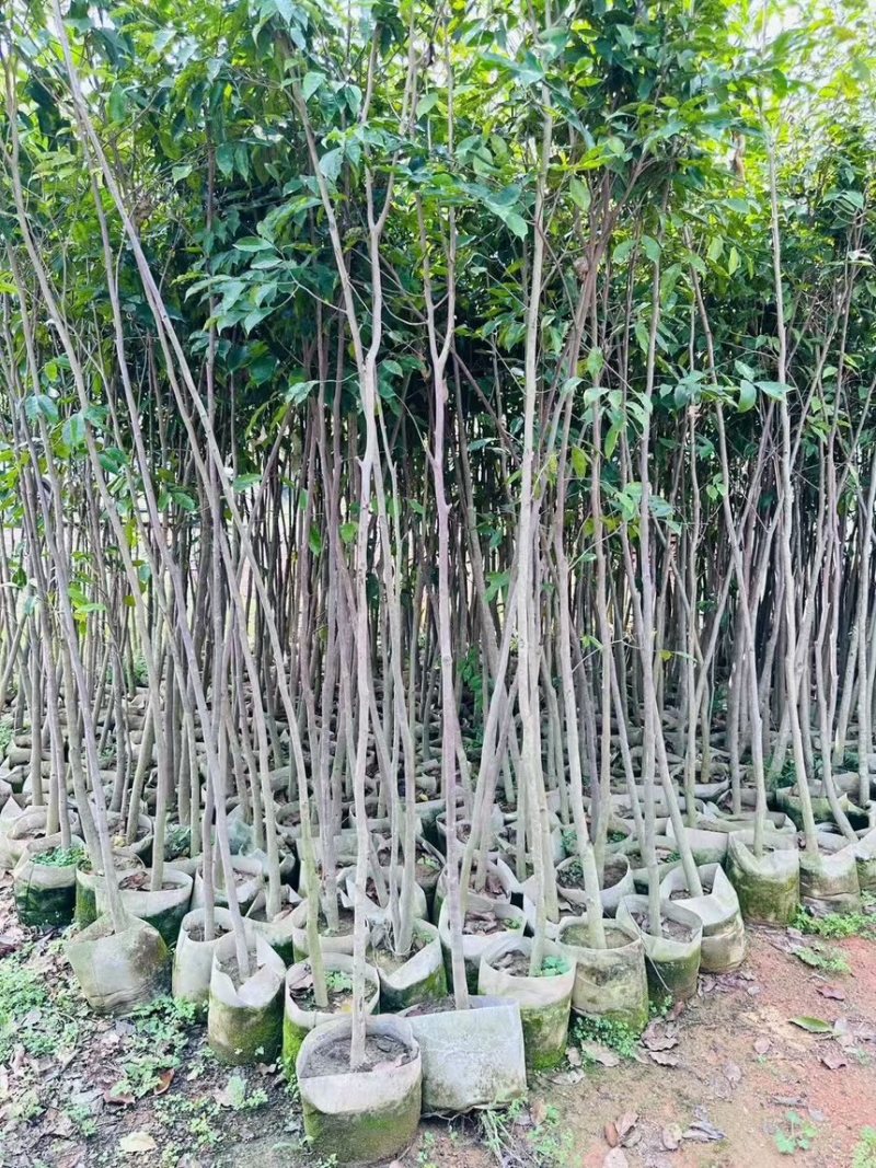 阴沉4-5-8-10公分规格齐全电话联系量大