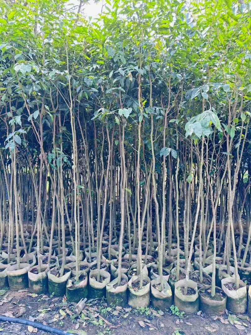 阴沉4-5-8-10公分规格齐全电话联系量大
