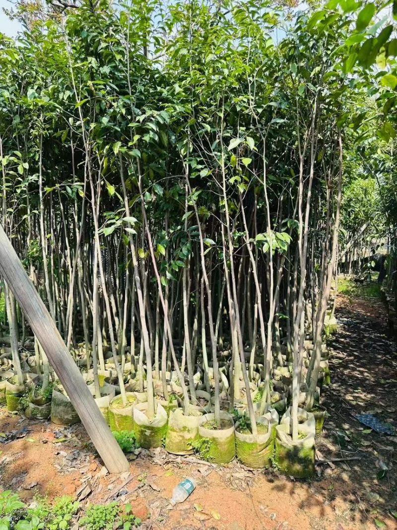阴沉4-5-8-10公分规格齐全电话联系量大