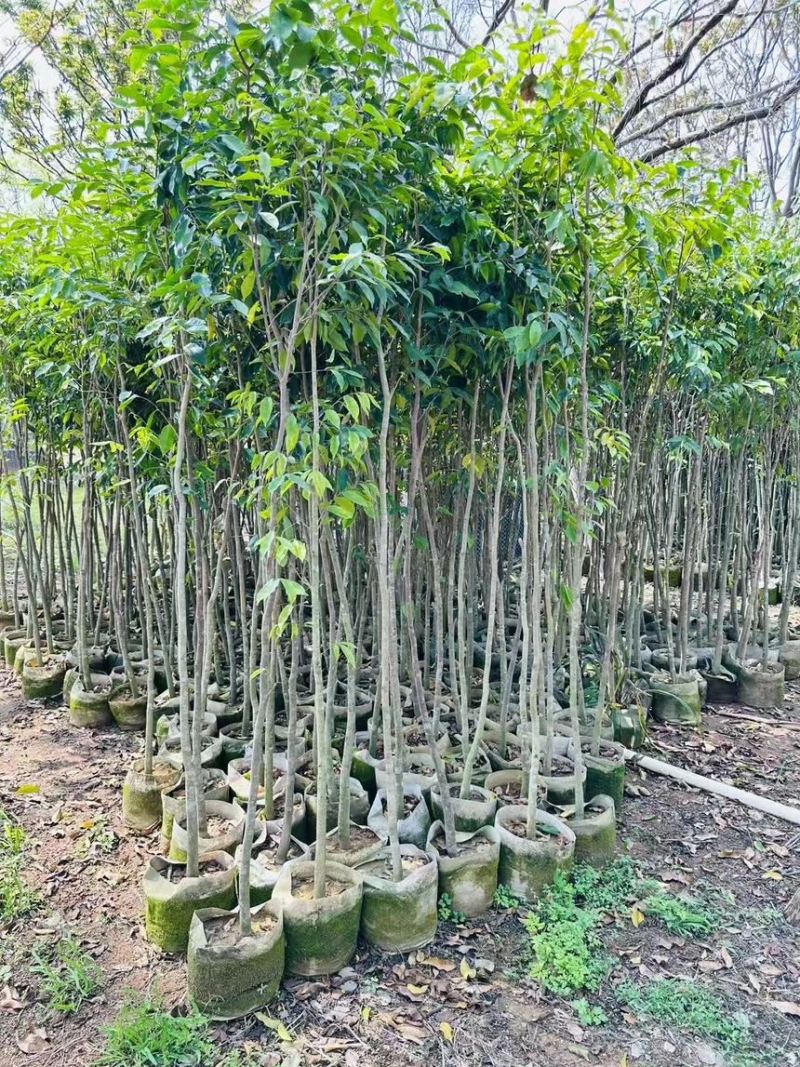 阴沉4-5-8-10公分规格齐全电话联系量大