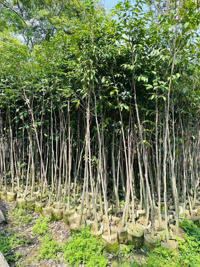 阴沉4-5-8-10公分规格齐全电话联系量大