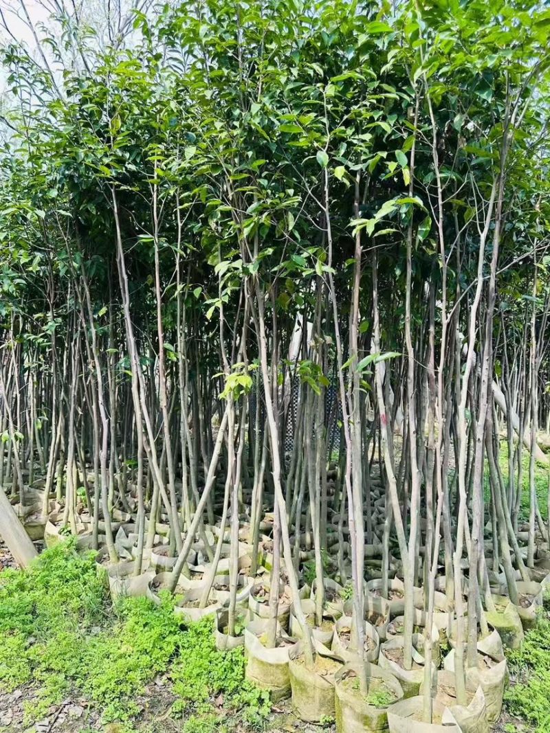 阴沉4-5-8-10公分规格齐全电话联系量大