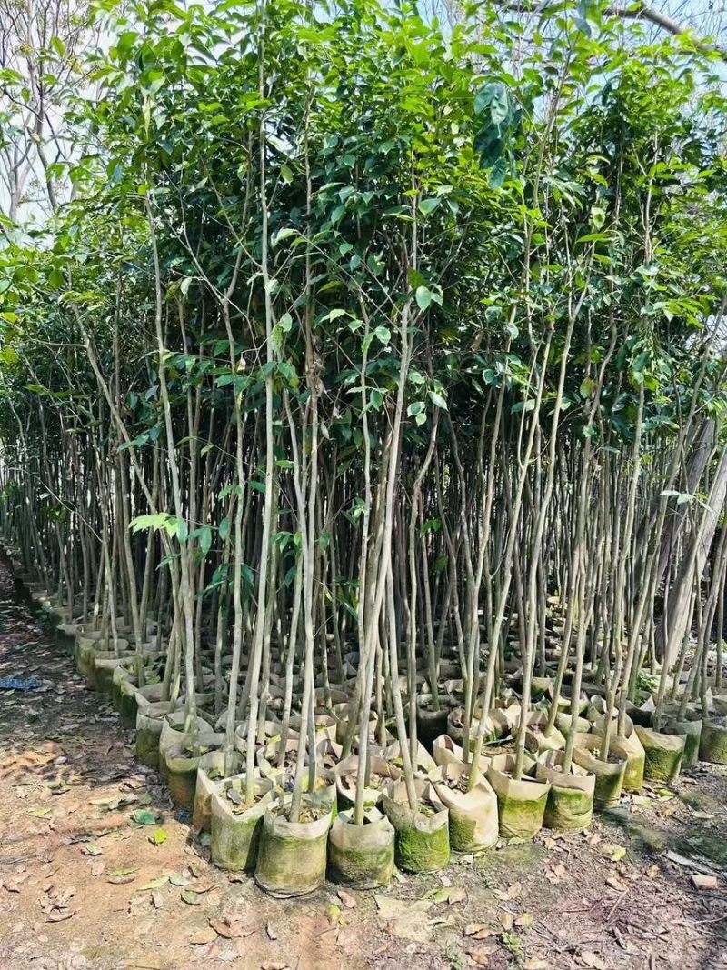 阴沉4-5-8-10公分规格齐全电话联系量大