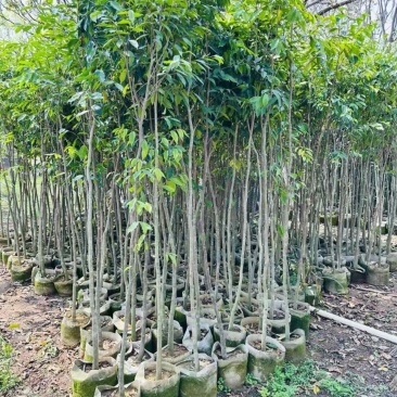 阴沉4-5-8-10公分规格齐全电话联系量大