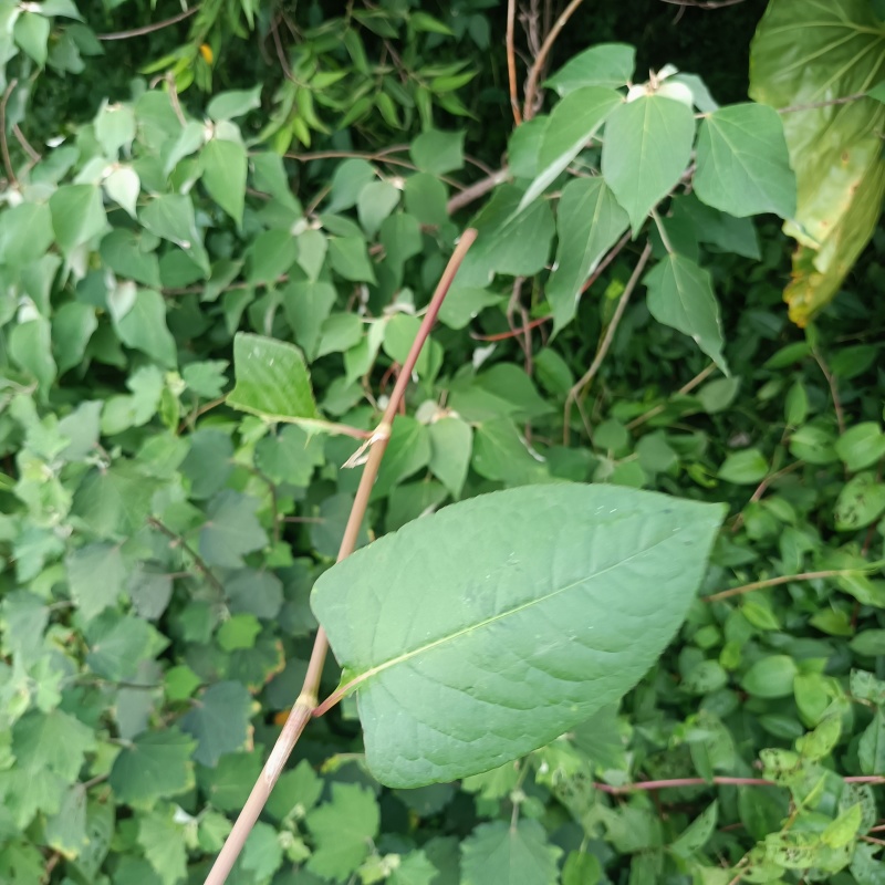 火炭母草