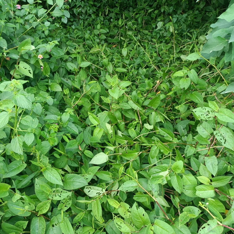火炭母草