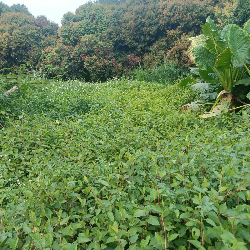 火炭母草