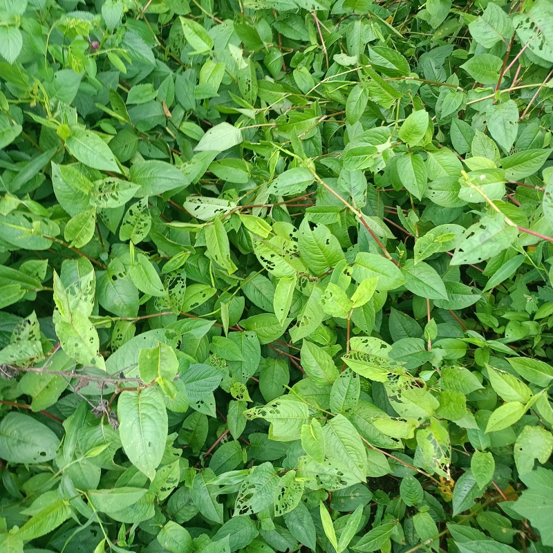 火炭母草