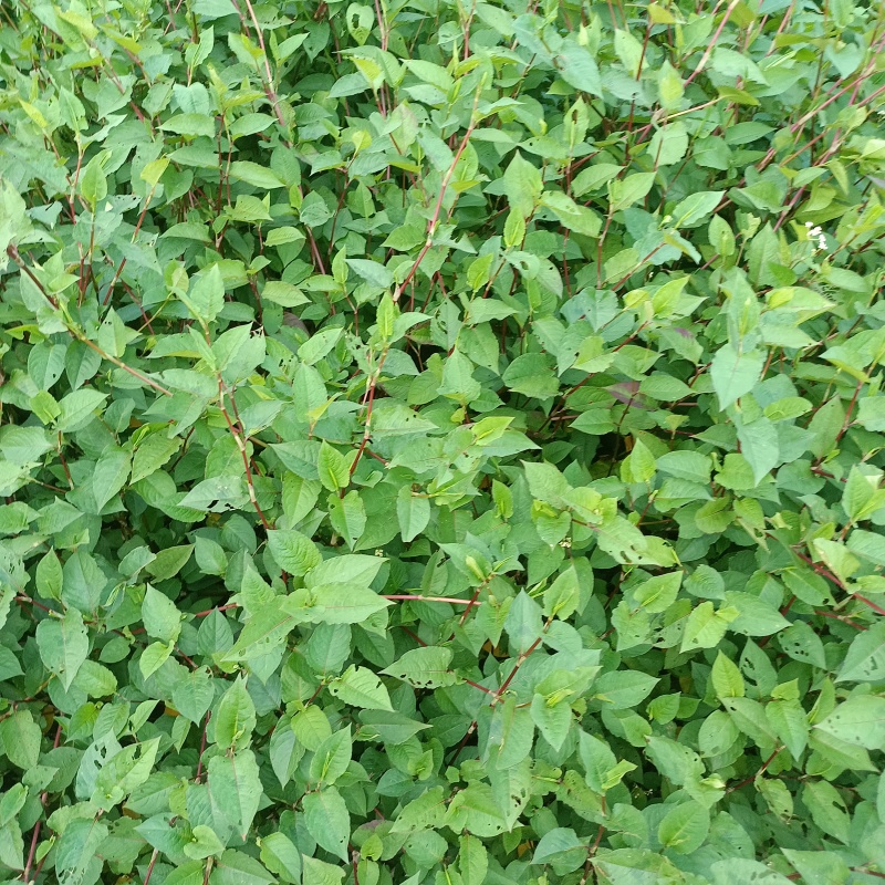 火炭母草