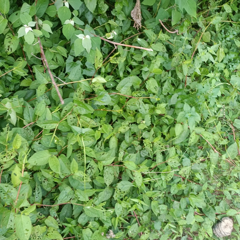火炭母草