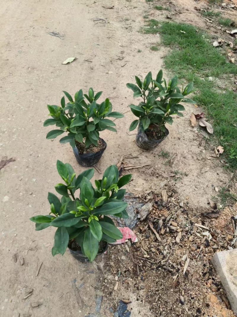 十斤袋装非洲茉莉规格齐全视频看货电话联系