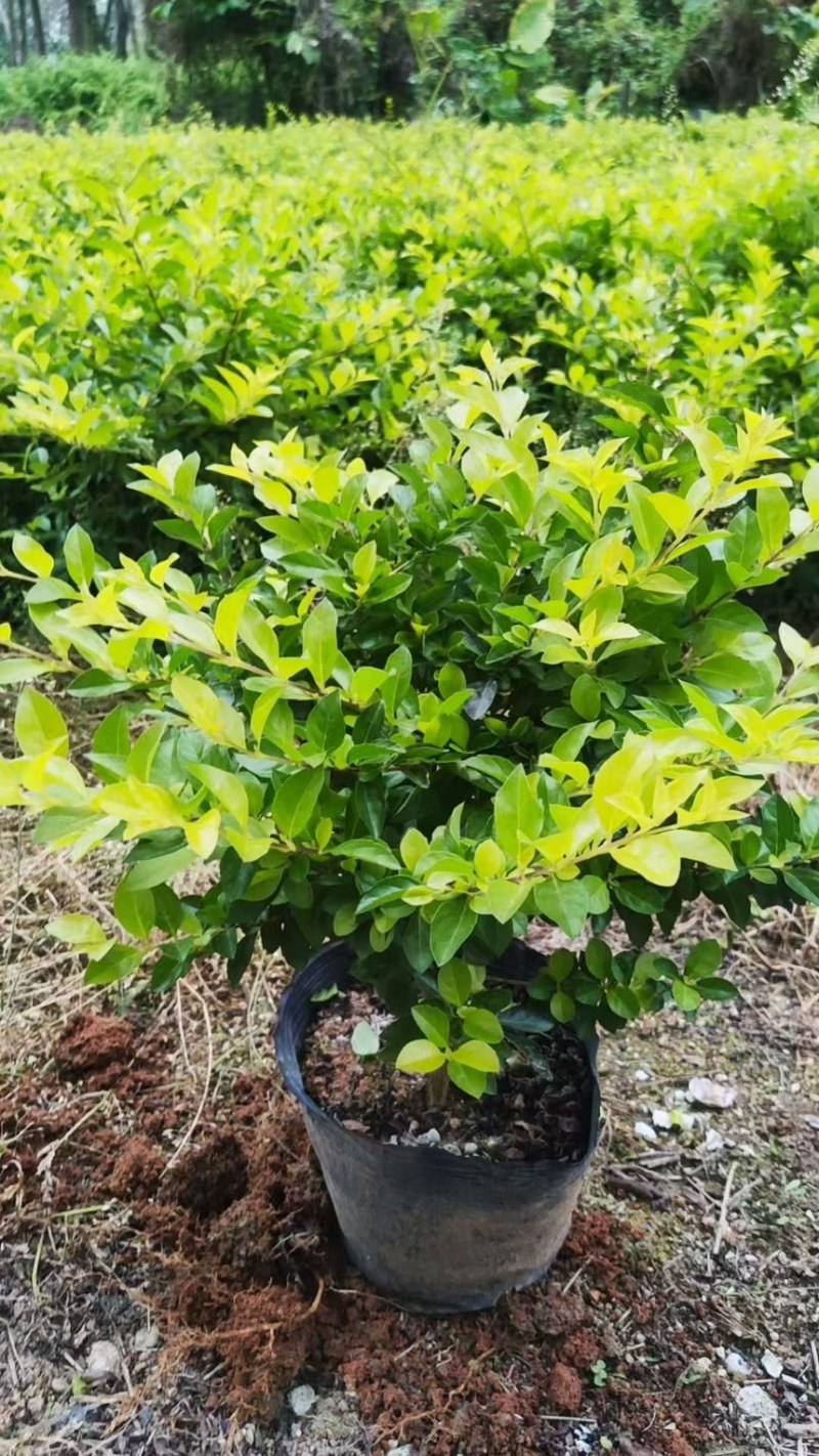 十斤袋装非洲茉莉规格齐全视频看货电话联系