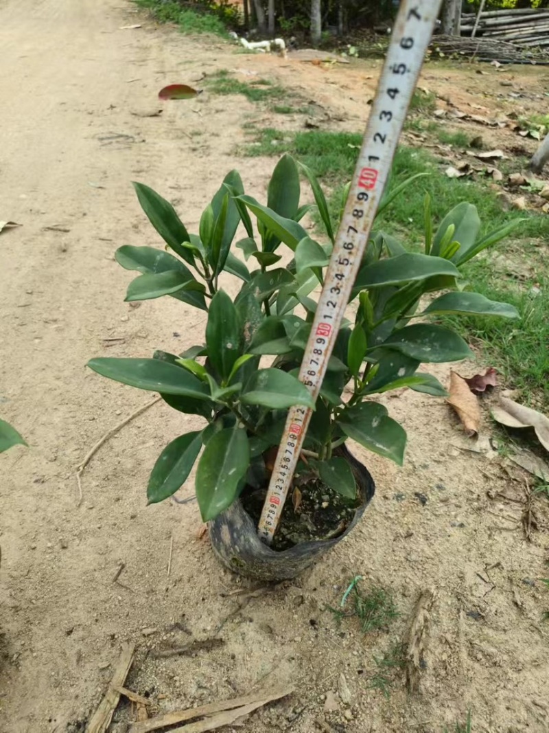 十斤袋装非洲茉莉规格齐全视频看货电话联系