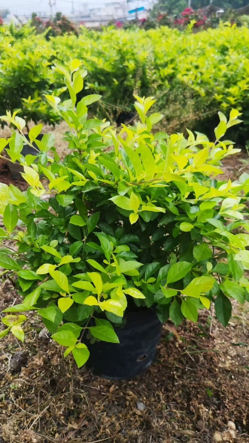 十斤袋装非洲茉莉规格齐全视频看货电话联系