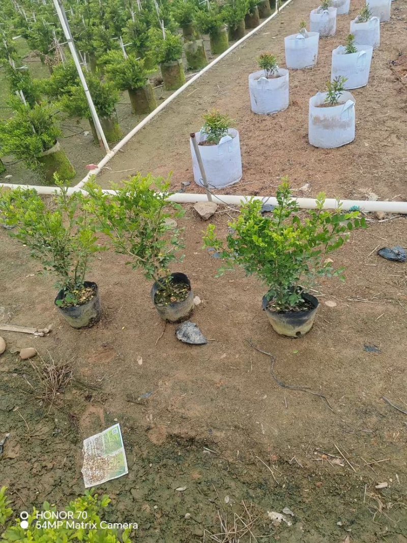十斤袋装非洲茉莉规格齐全视频看货电话联系