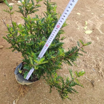 十斤袋装非洲茉莉规格齐全视频看货电话联系