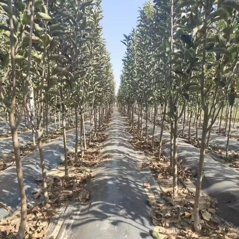 正品乐淇苹果苗火箭苹果苗品种纯真基地现起现发货