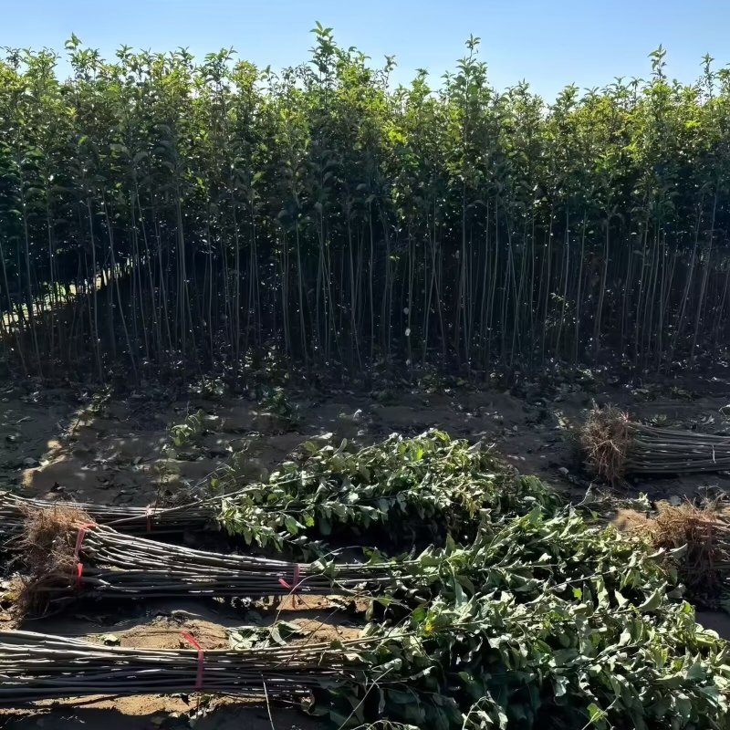 正品乐淇苹果苗火箭苹果苗品种纯真基地现起现发货