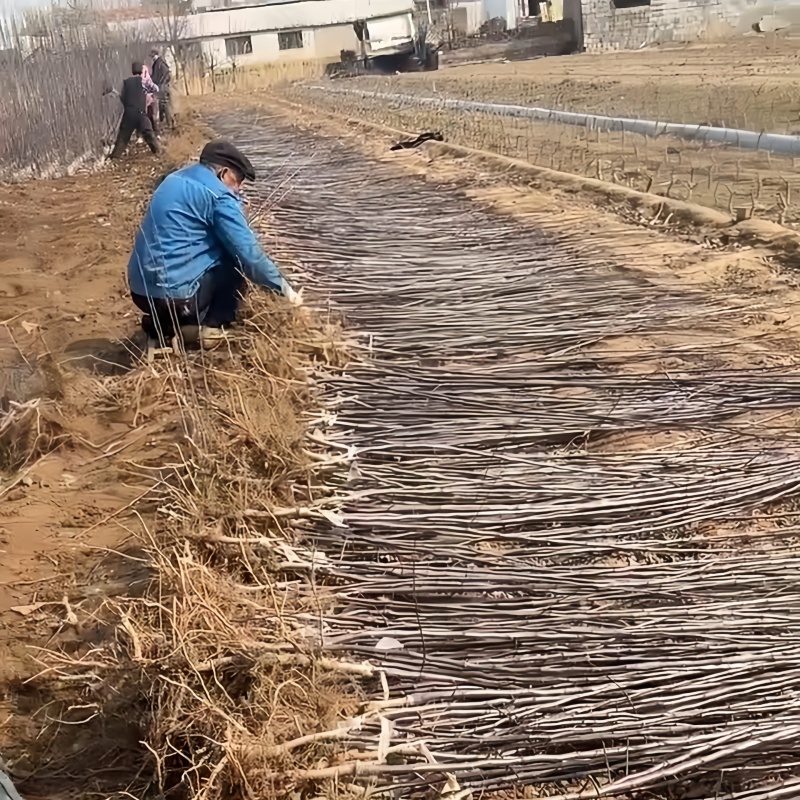 正品乐淇苹果苗火箭苹果苗品种纯真基地现起现发货