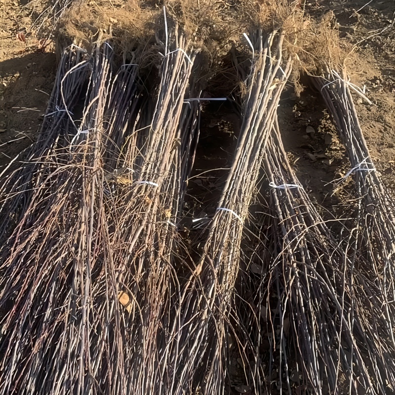 正品乐淇苹果苗火箭苹果苗品种纯真基地现起现发货