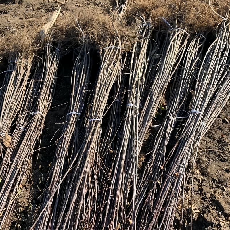 正品乐淇苹果苗火箭苹果苗品种纯真基地现起现发货
