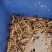 大麦虫活大麦虫面包虫金龙鱼乌龟仓鼠鸟食爬宠物