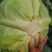 湖北平包，莲花白，市场，电商，脱水菜，全国客商来电咨询。