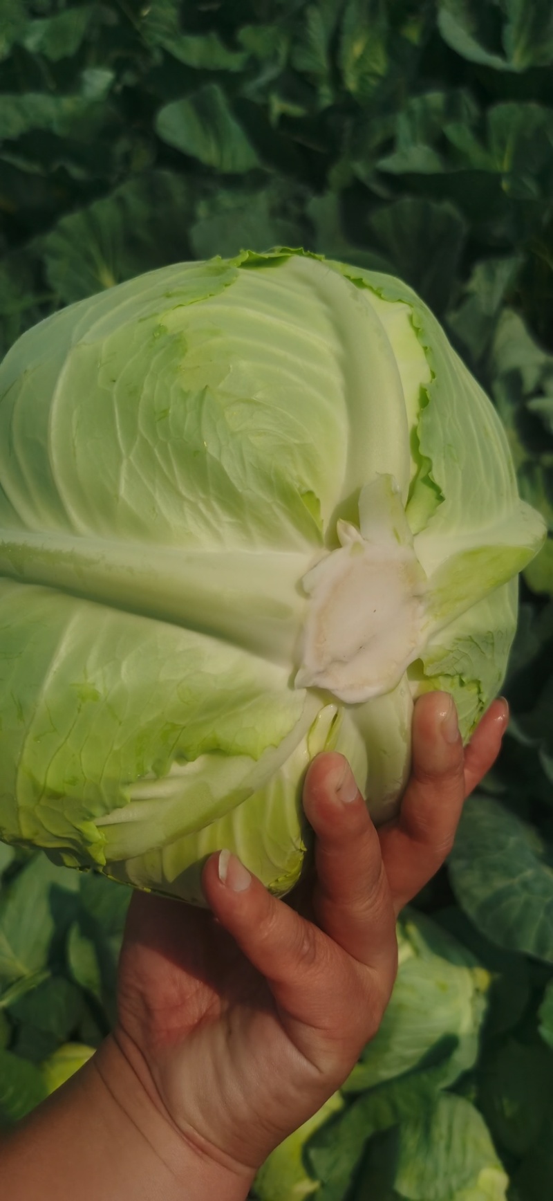 湖北平包，莲花白，市场，电商，脱水菜，全国客商来电咨询。