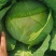 湖北平包，莲花白，市场，电商，脱水菜，全国客商来电咨询。