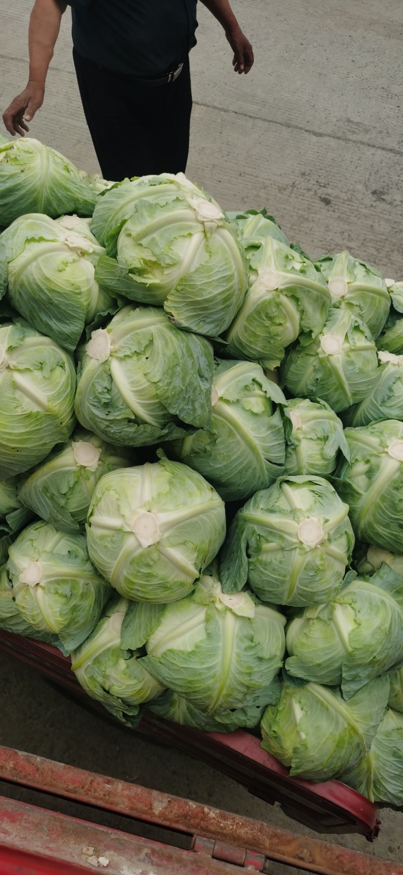 湖北平包，莲花白，市场，电商，脱水菜，全国客商来电咨询。