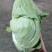 湖北平包，莲花白，市场，电商，脱水菜，全国客商来电咨询。