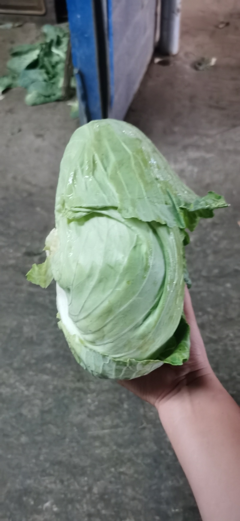 湖北平包，莲花白，市场，电商，脱水菜，全国客商来电咨询。