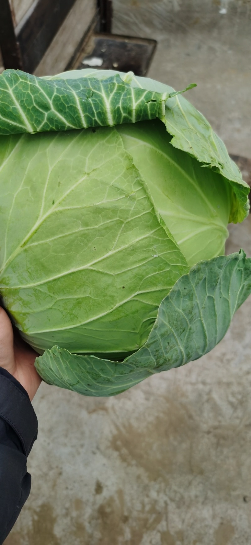 湖北平包，莲花白，市场，电商，脱水菜，全国客商来电咨询。