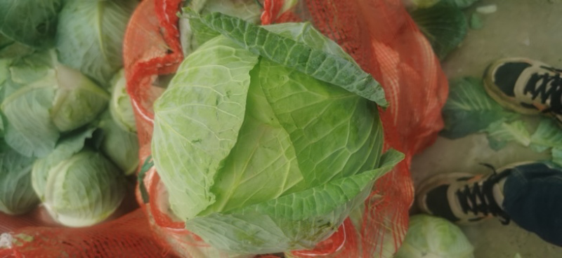 湖北平包，莲花白，市场，电商，脱水菜，全国客商来电咨询。