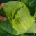 湖北平包，莲花白，市场，电商，脱水菜，全国客商来电咨询。