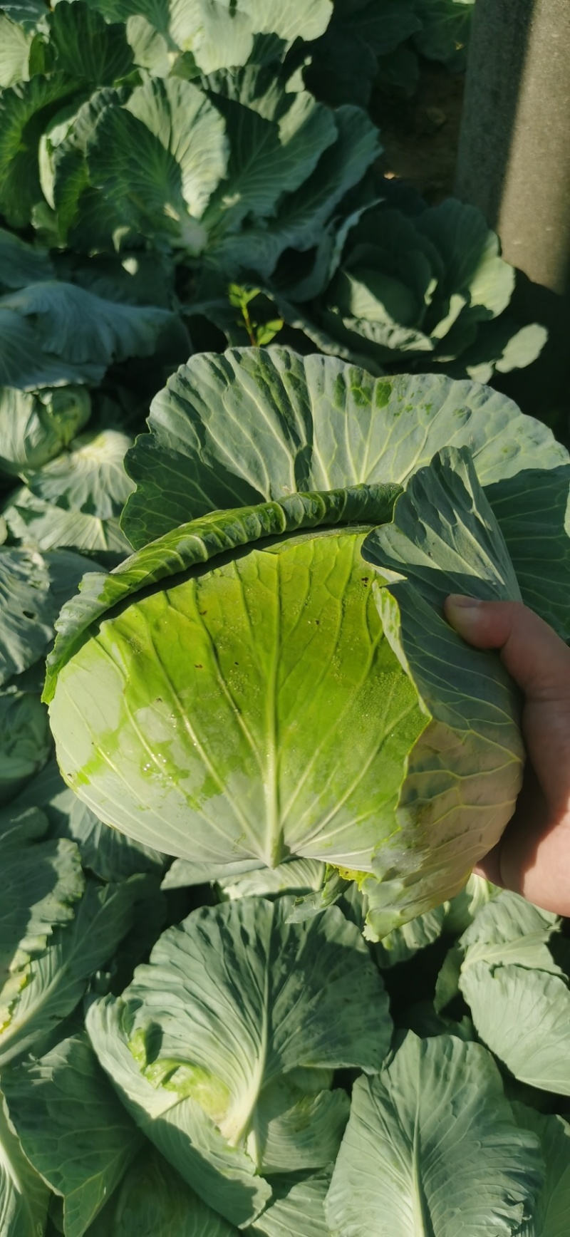 湖北平包，莲花白，市场，电商，脱水菜，全国客商来电咨询。