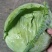 湖北平包，莲花白，市场，电商，脱水菜，全国客商来电咨询。