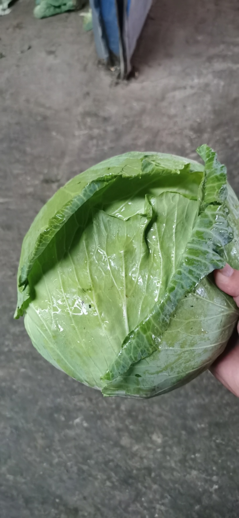 湖北平包，莲花白，市场，电商，脱水菜，全国客商来电咨询。