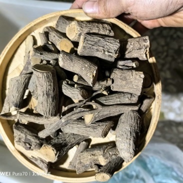 野生苦刺根，三加皮根，白勒根