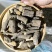 野生苦刺根，三加皮根，白勒根