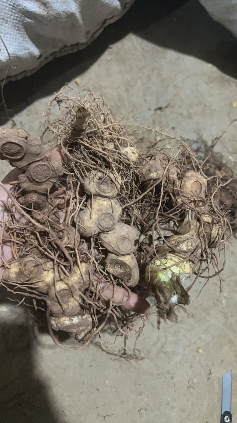野生黄精姜型倒苗多花块茎一手货源直供量大从优