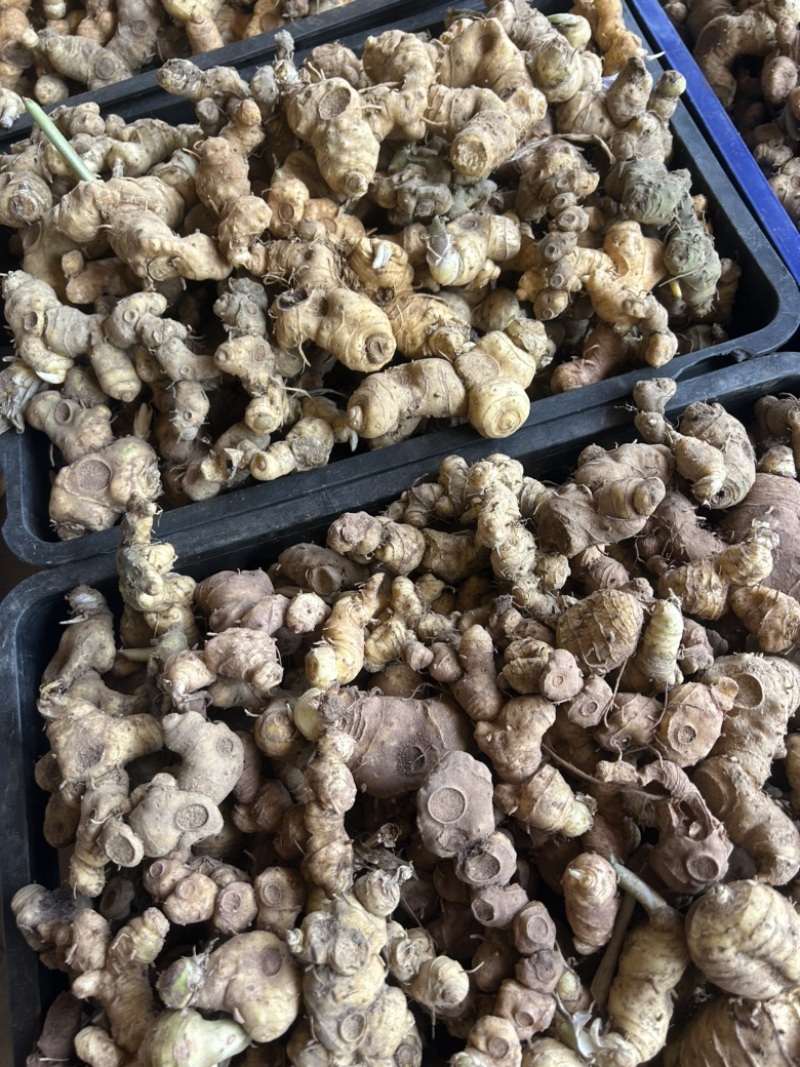 野生黄精姜型倒苗多花块茎一手货源直供量大从优
