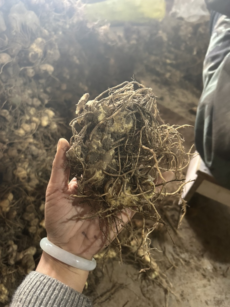 野生黄精姜型倒苗多花块茎一手货源直供量大从优