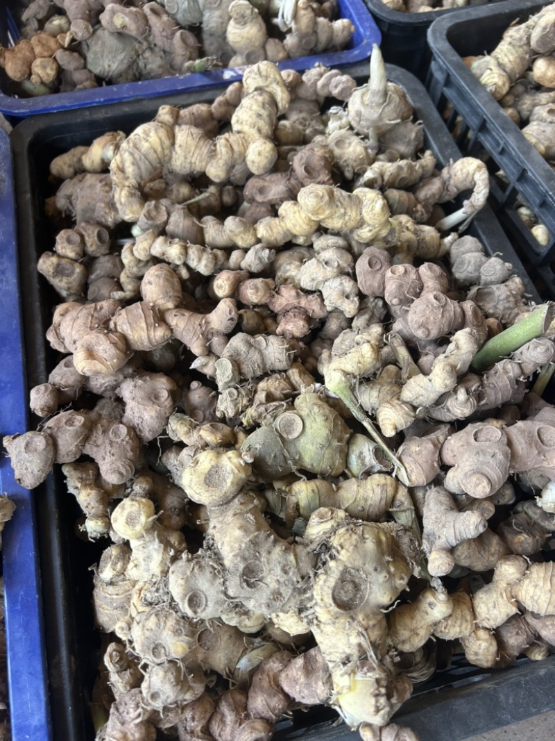 野生黄精姜型倒苗多花块茎一手货源直供量大从优