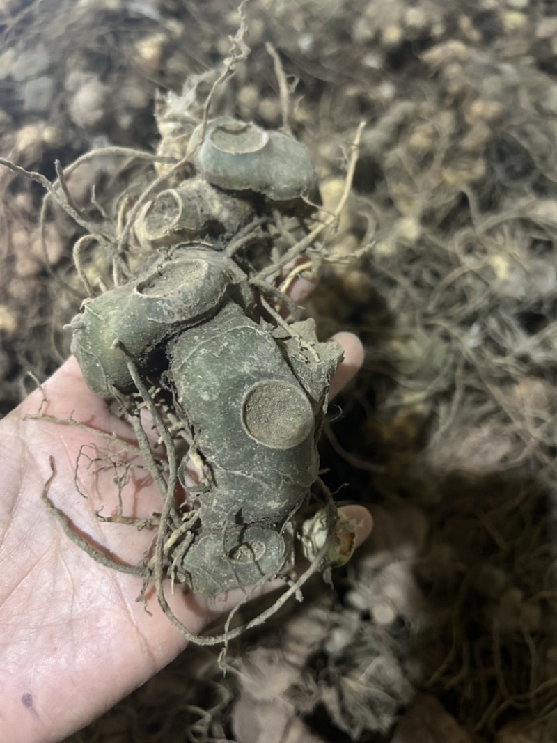 野生黄精姜型倒苗多花块茎一手货源直供量大从优