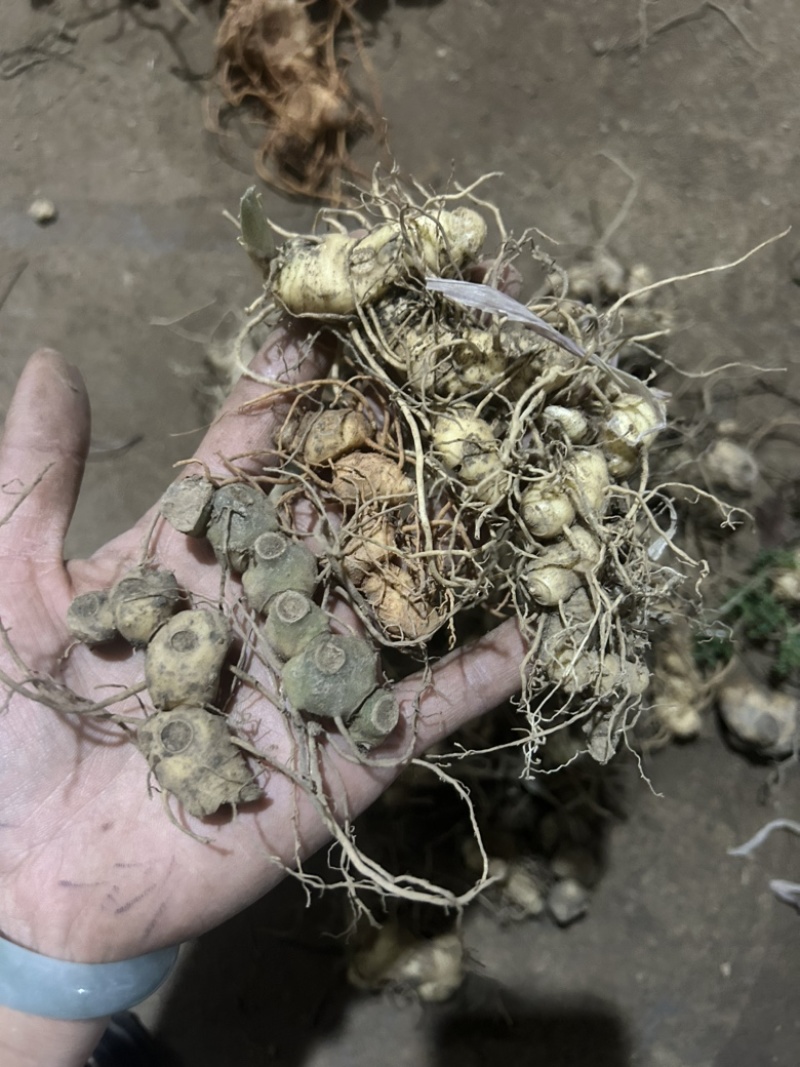 野生黄精姜型倒苗多花块茎一手货源直供量大从优