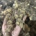 野生黄精姜型倒苗多花块茎一手货源直供量大从优