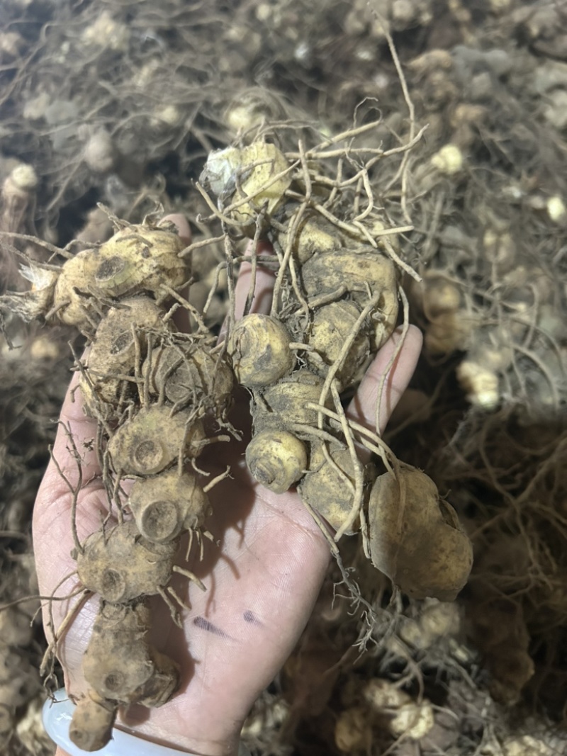 野生黄精姜型倒苗多花块茎一手货源直供量大从优