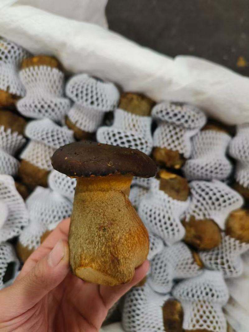 新鲜黑牛肝菌，