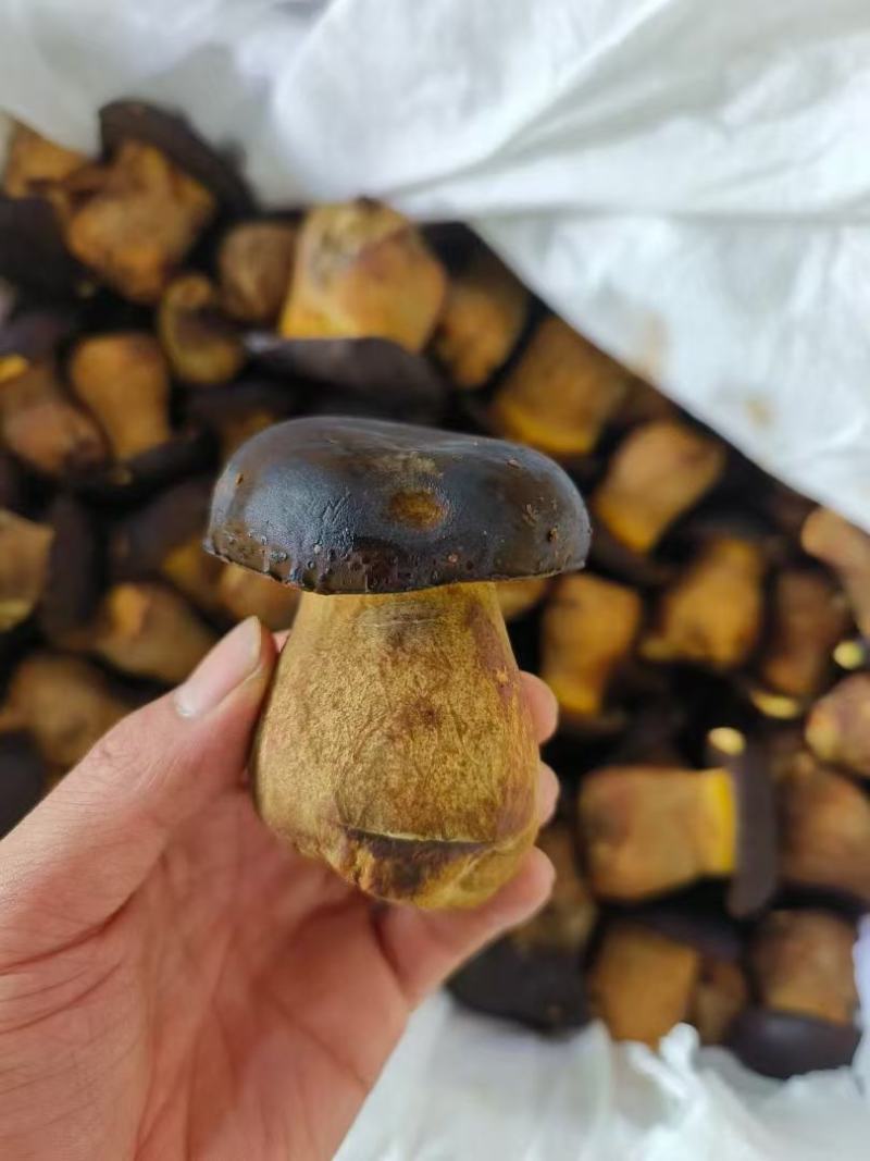 新鲜黑牛肝菌，